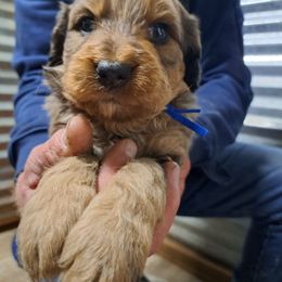 Cane blue collar - Chocolate merle male Bernedoodle puppy in Lafayette, Alabama from Williams Lake Doodles