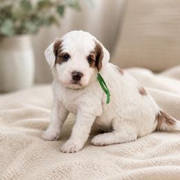 Hudson (green) - Parti male Goldendoodle puppy in Apopka, Florida from The Classic Doodle