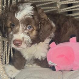 Merlot - Brown and white female Aussiedoodle puppy in Lincoln, California from Pasta Puppies Doodles