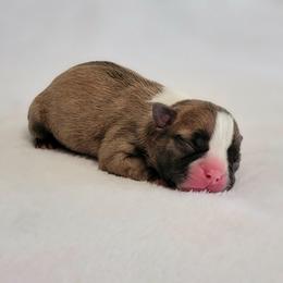Boston Terrier Puppies from White Valley Boston Terriers