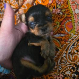 Tiny - Black and tan male Yorkshire Terrier puppy in West Enfield, Maine from GRIFFEY'S SPA AND KENNEL