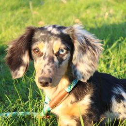 Bella - Dachshund