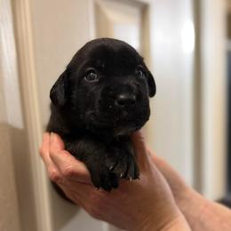 Girl 6 - Black female Cane Corso puppy in Sandia, Texas from OneTime Cane Corso