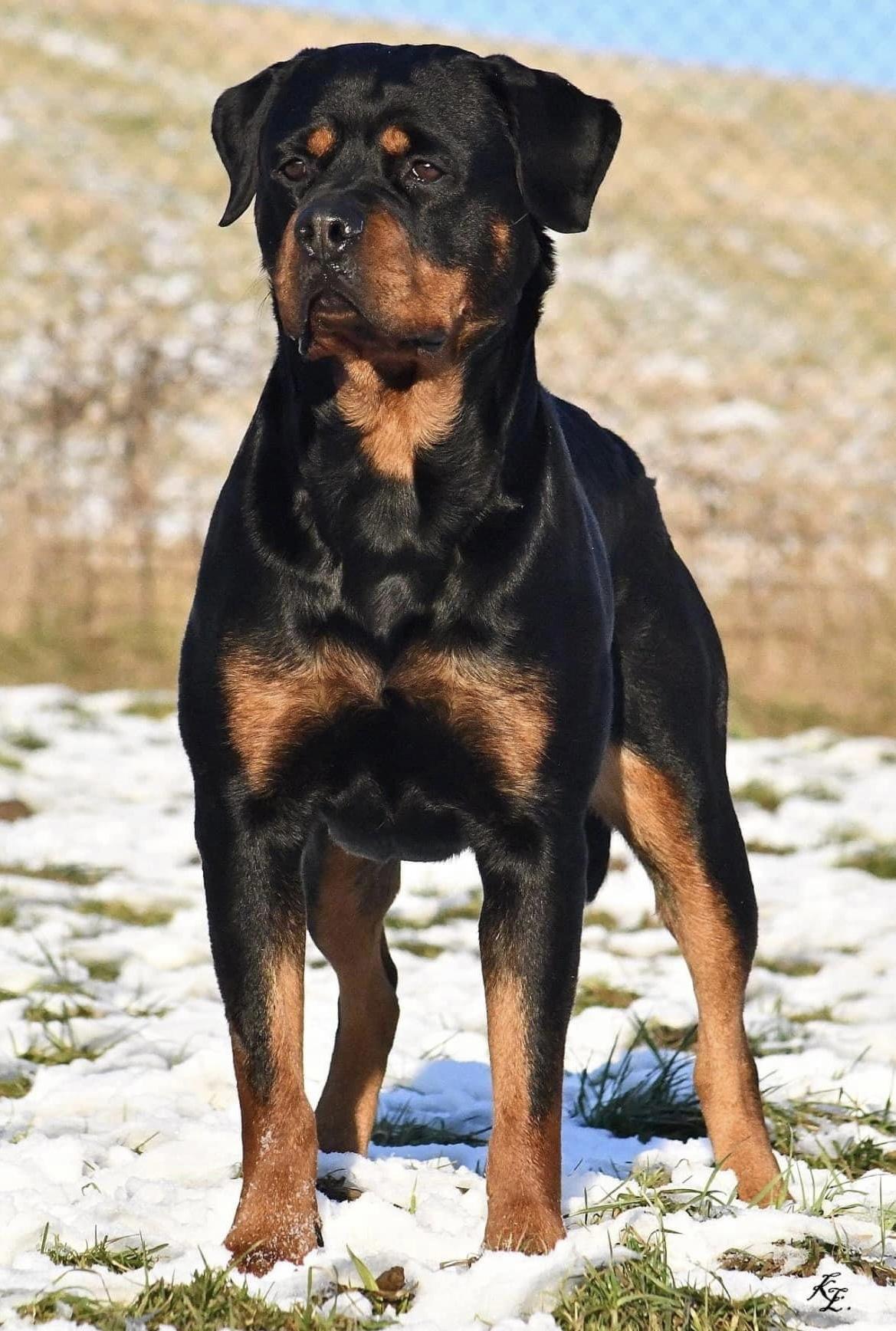 Vom Rottweiler Vom Gryphonberg in Virginia | Rottweiler puppies | Good Dog