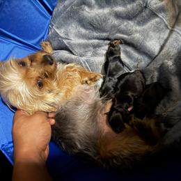 Yorkshire Terrier puppies from Prestige Yorkies of Virginia