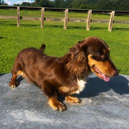Stella - Dachshund