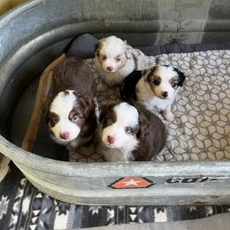 German Shepherd and Miniature American Shepherd Puppies from Bouchard’s Best Shepherds