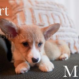 Bert - Red male Pembroke Welsh Corgi puppy in Bend, Oregon from Highland Meadow Corgis