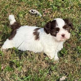 Chocolate and white Parti boy - Liver and white male Shih Tzu puppy in Newark, Ohio from Gemini Kennels