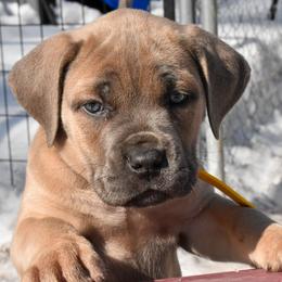 Yellow - Gray and fawn female Cane Corso puppy in Sault Ste Marie, Michigan from Willow Creek Cane Corsos
