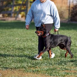 Doberman Pinschers from Doig Dobermans