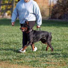 Doberman Pinschers from Doig Dobermans