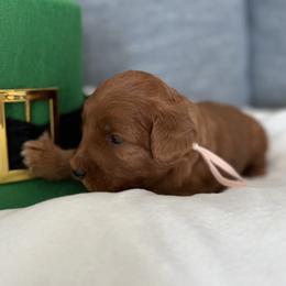 Girl 2 Peach Collar - Red  female Goldendoodle puppy in Toledo, Ohio from Avery Doodle Day LLC