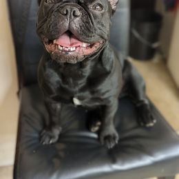 French Bulldog Puppies from Upstate Champion Kennels
