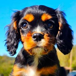 Oceana - Black and tan female Cavalier King Charles Spaniel puppy in Watsontown, Pennsylvania from Huntsman Cavaliers