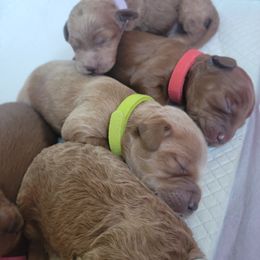 Goldendoodles from Oodles of Doodles