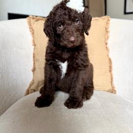 Amethyst - Chocolate female Labradoodle puppy in Newark, Ohio from Raising Doodles