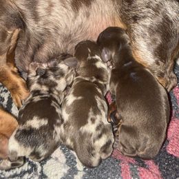 Dachshund puppies from Oklahoma akc miniature dachshunds
