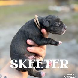Skeeter - Blue merle male Catahoula Leopard Dog puppy in Okeechobee, Florida from Lazy 44 Catahoulas