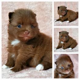 Lilly - Chocolate sable female Pomeranian puppy in Forsyth, Illinois from Amazing Grace Pomeranians