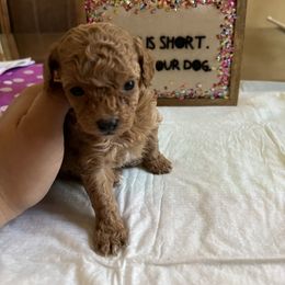 Maltipoo and Poodle Puppies from GG’s Maltipoos and Toy Poodles