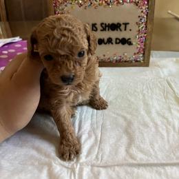 Maltipoo and Poodle Puppies from GG’s Maltipoos and Toy Poodles