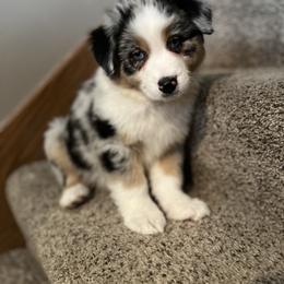 Australian Shepherd Puppies from Peacock’s Pride Australian Shepherds