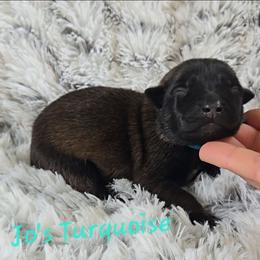 Jo's Turquoise - Mahogany female Belgian Malinois puppy in Berry, Alabama from North River k9