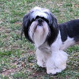 Shih Tzus from Belle River Shih Tzu