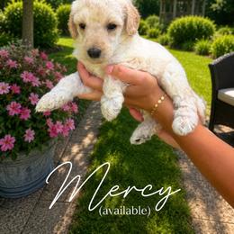 Mercy - Cream female Poodle puppy in Washington, Pennsylvania from Patriotic Poodles