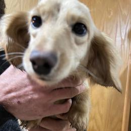 Clementine - Dachshund