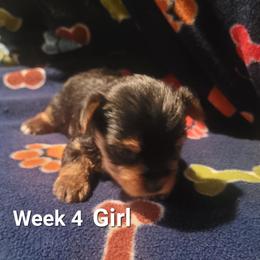 Girl 1 - Black and tan female Yorkshire Terrier puppy in Adams, North Dakota from Mathiasons Little Barkers
