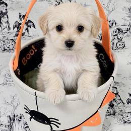 Mowgli - White and tan male Morkie puppy in Tucson, Arizona from Sun-Kissed Morkies