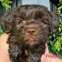 Foggy - Chocolate female Australian Labradoodle puppy in Silver Spring, Maryland from Potomac Australian Labradoodles