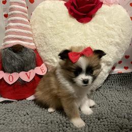 Sadie - Tri-colored female Pomeranian puppy in Irving, Texas from Thea's Pomeranians