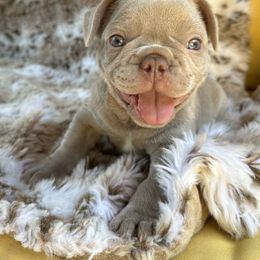 French Bulldog Puppies from The French Bulldog Company LLC
