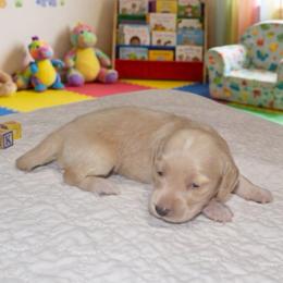 VITO - Cream male Dachshund puppy in Pearland, Texas from Texas Dachshund Dreams