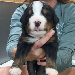 Green Collar Male - Black rust and white male Bernese Mountain Dog puppy in Bristol, Tennessee from Holston Hollow Farm