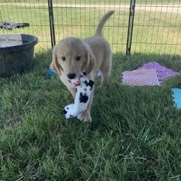 Calix AKC boy - Golden male Golden Retriever puppy in Joshua, Texas from 3 Gun Retrievers