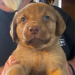 Pink boy ( Pink Floyd) - Sedge male Chesapeake Bay Retriever puppy in Las Vegas, Nevada from Birdsview Chesapeake Kennel