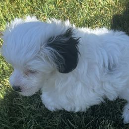 Chinese Cresteds from Barely Naked