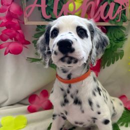 Dalmatians from Athziri's Dalmatians