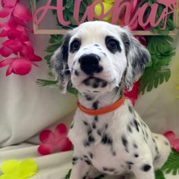 Dalmatians from Athziri's Dalmatians