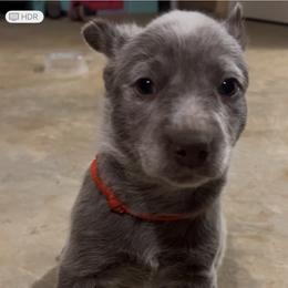 Ash - Red mottled male Australian Cattle Dog puppy in Floyd, Virginia from Southern Charm Heelers