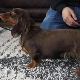 Mia-Longhair chocolate and tan - Chocolate and tan female Dachshund puppy in Anderson, California from Golden Paws Dachshunds