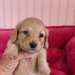 Corona - Cream female Dachshund puppy in El Paso, Texas from Mells Weenies