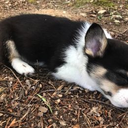 American Corgi and Pembroke Welsh Corgi Puppies from Carolina Dreams Farm Corgis
