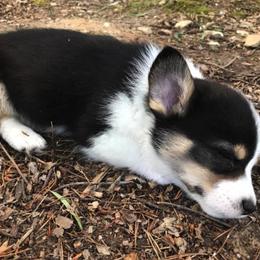 American Corgi and Pembroke Welsh Corgi Puppies from Carolina Dreams Farm Corgis