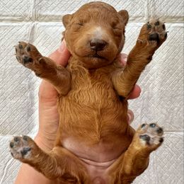 Female 2 - Apricot female Goldendoodle puppy in Brooksville, Florida from Kruger Doodles