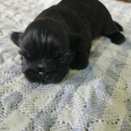 Shih Tzu Puppies from Lavender Lane Tzus